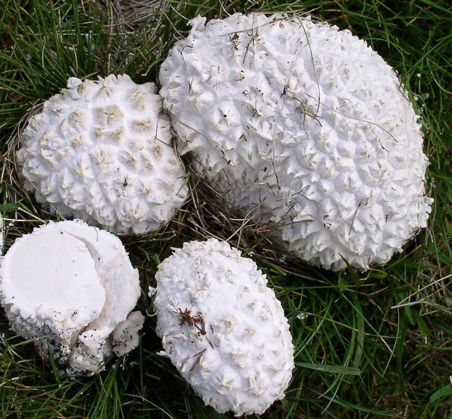 Lycoperdon utriforme Bull.